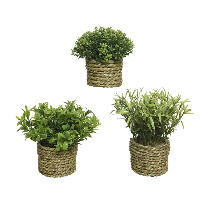 Декоративно Растение Basic Home Изкуствен Въже Зелен 16 x 3 cm