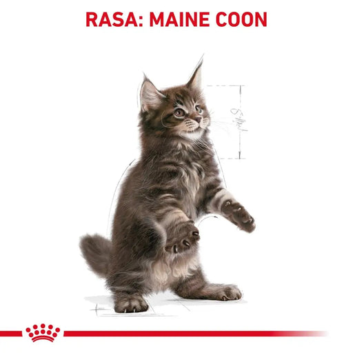 ROYAL CANIN Maine coon FBN Kitten - суха храна за котки