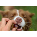 ГЕЛОРЕН Small dog Joints - кучешки витамини - 180гр