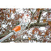 АКУМУЛАТОРНА ТЕЛЕСКОПИЧНА КАСТРАЧКА STIHL HTA 50