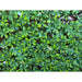 ДЕКОРАТИВНО ОЗЕЛЕНЯВАНЕ 100X200CM ROSSIMA МАГНОЛИЯ