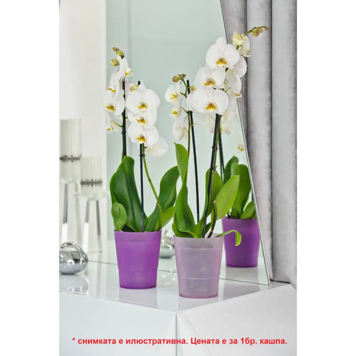 ПЛАСТМАСОВА КАШПА Ф14CM ЗА ОРХИДЕЯ DON PLAST