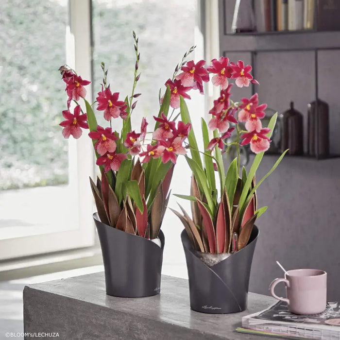 КАШПА Ф18CM С НАПОИТЕЛНА СИСТЕМА LECHUZA ORCHIDEA
