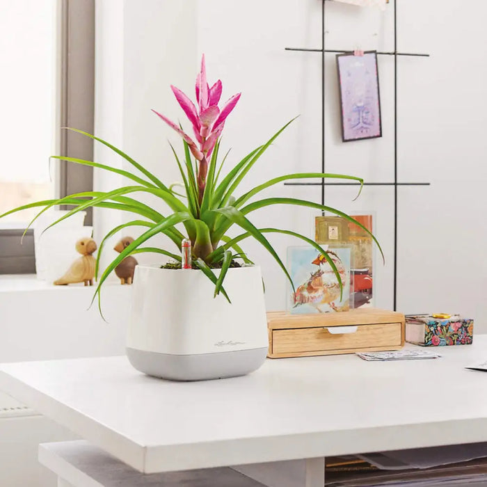 КАШПА 17X17CM С НАПОИТЕЛНА СИСТЕМА LECHUZA YULA