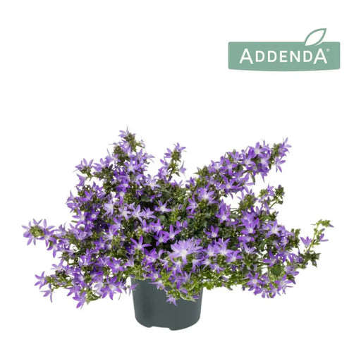 КАМПАНУЛА ADANSA