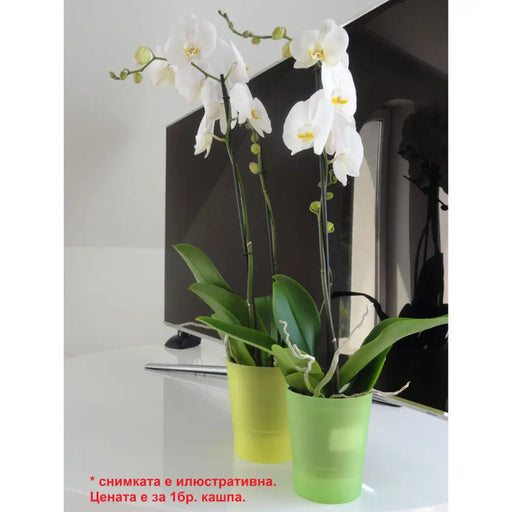 ПЛАСТМАСОВА КАШПА Ф14CM ЗА ОРХИДЕЯ DON PLAST