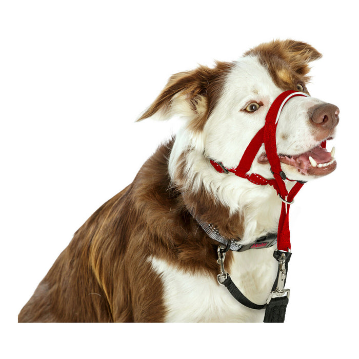 Нашийници за обучение на кучета Company of Animals Halti Муцуна (40-54 cm)