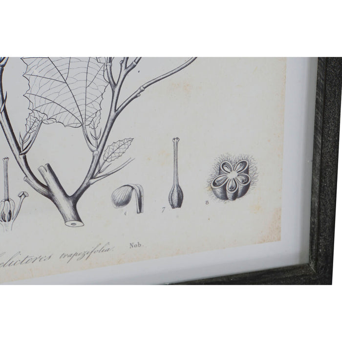 Картина DKD Home Decor Модерен Ботанически растения 45 x 2,5 x 60 cm (4 броя)