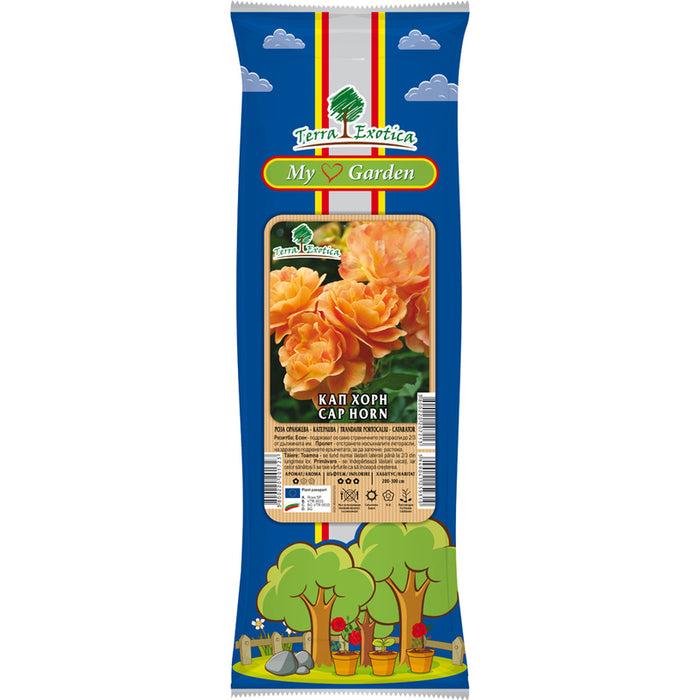 КОРЕН РОЗА КАТЕРЛИВА EKZOTIKA