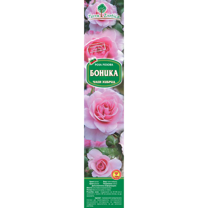 КОРЕН РОЗИ EKZOTIKA