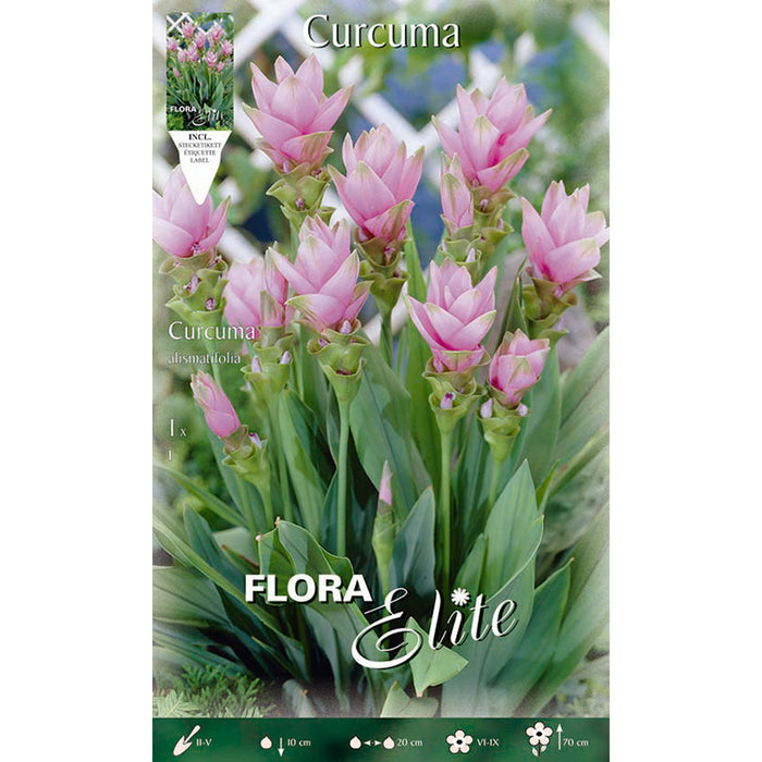 ЛУКОВИЦИ КУРКУМА ELITE ALISMATIFOLIA