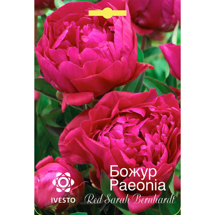 ЛУКОВИЦА БОЖУР RED SARAH BERNHARDT IVESTO