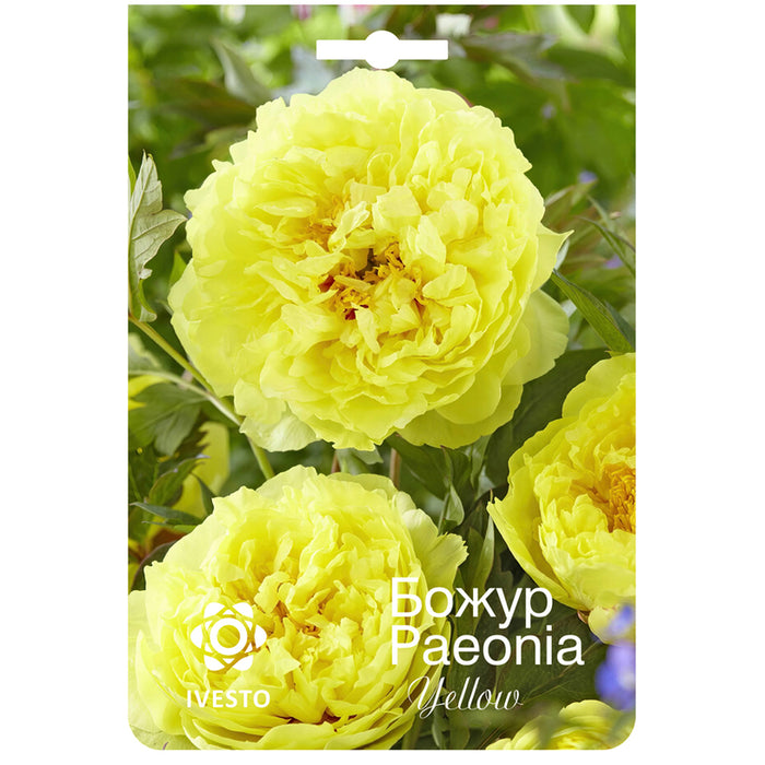 ЛУКОВИЦА БОЖУР ЖЪЛТ IVESTO