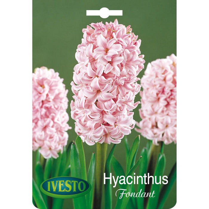 ЛУКОВИЦИ ЗЮМБЮЛ FONDANT IVESTO