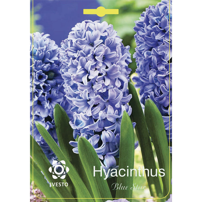 ЛУКОВИЦИ ЗЮМБЮЛ BLUE STAR IVESTO