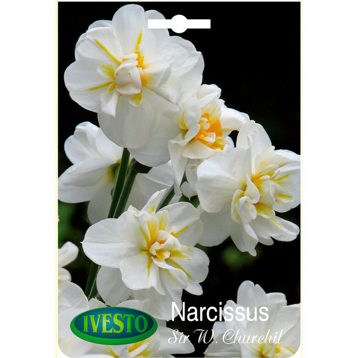 ЛУКОВИЦИ НАРЦИС SIR WINSTON CHURCHIL IVESTO