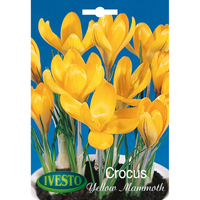 ЛУКОВИЦИ МИНЗУХАР YELLOW MAMMOT IVESTO