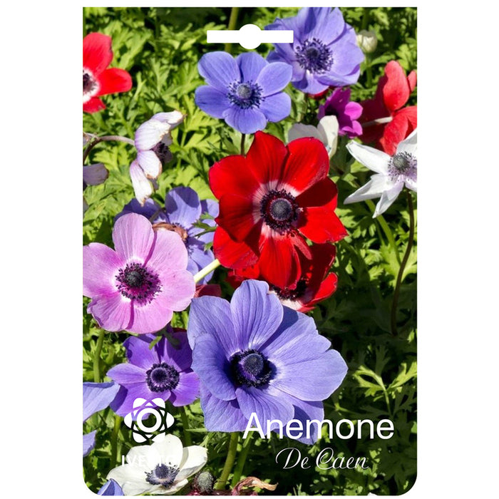 ЛУКОВИЦИ АНЕМОНА CORONARIA IVESTO