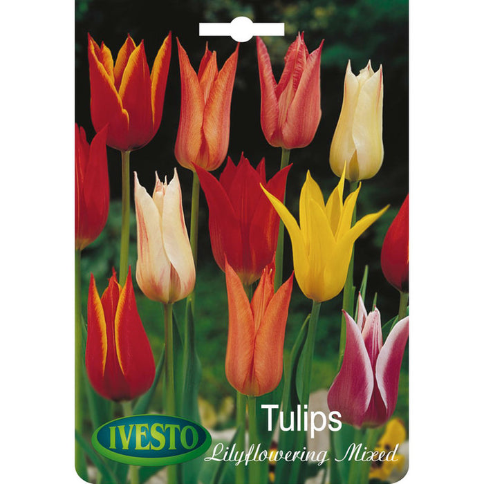 ЛУКОВИЦИ ЛАЛЕ LILYFLOWERING MIXED IVESTO