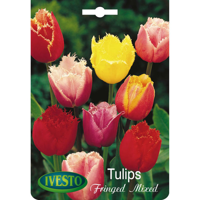 ЛУКОВИЦИ ЛАЛЕ TULIPS FRINGED MIXED IVESTO