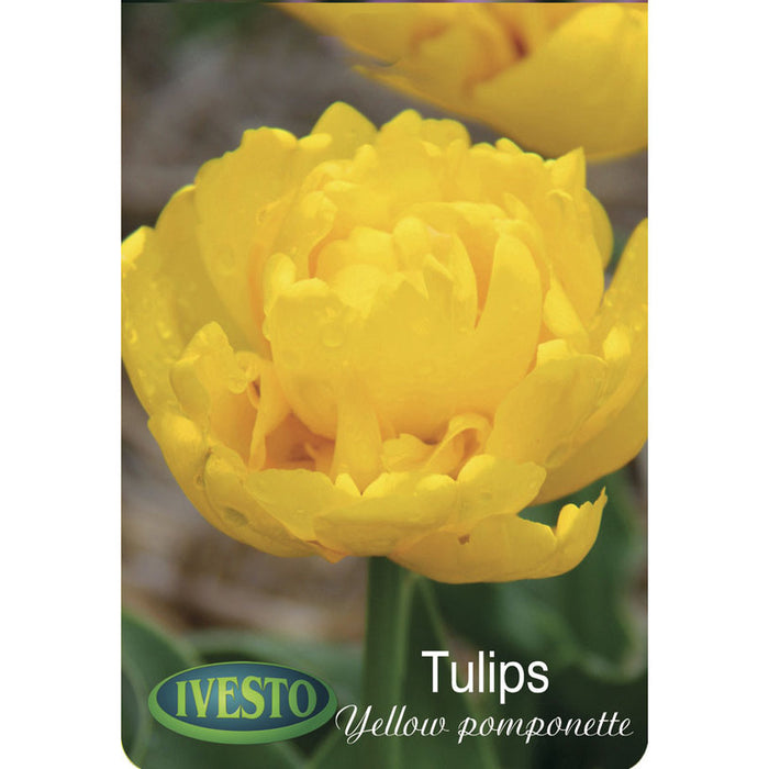 ЛУКОВИЦИ ЛАЛЕ YELLOW POMP IVESTO
