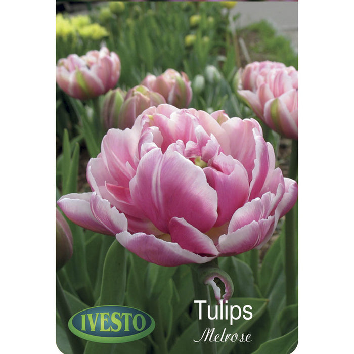 ЛУКОВИЦИ ЛАЛЕТА MELROSE IVESTO