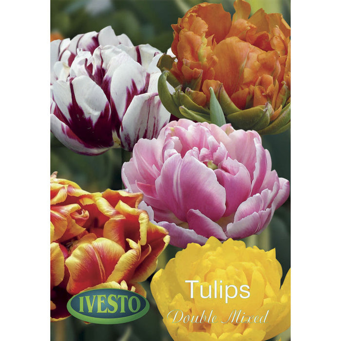 ЛУКОВИЦИ ЛАЛE DOUBLE FLOWERS MIXED IVESTO