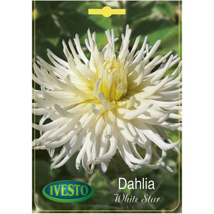 ЛУКОВИЦИ ДАЛИЯ CACTUS WHITE STAR IVESTO