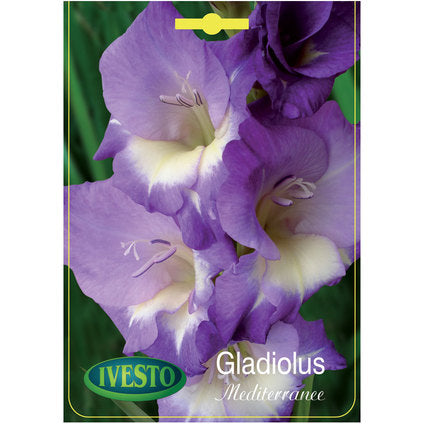 ЛУКОВИЦИ ГЛАДИОЛА MEDITERRANEE IVESTO