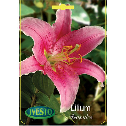 ЛУКОВИЦИ ЛИЛИУМ ГРАДИСНКИ ACAPULCO ORIENTAL IVESTO
