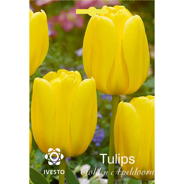 ЛУКОВИЦИ ЛАЛЕ GOLDEN APELDOORN IVESTO