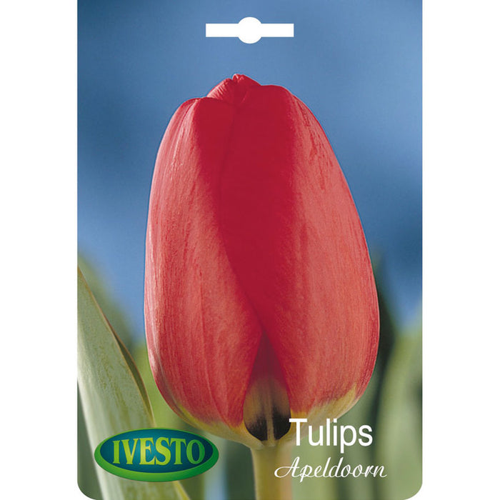 ЛУКОВИЦИ ЛАЛЕ APELDOORN IVESTO