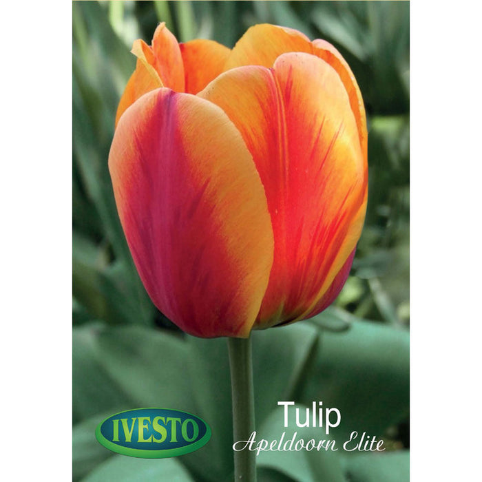 ЛУКОВИЦИ ЛАЛЕ APELDOORN ELITE IVESTO