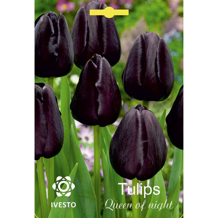 ЛУКОВИЦИ ЛАЛЕ QUEEN OF NIGHT IVESTO