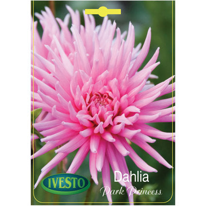 ЛУКОВИЦИ ДАЛИЯ CACTUS PARK PRINCESS IVESTO