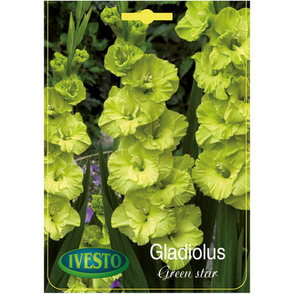 ЛУКОВИЦИ ГЛАДИОЛА GREEN STAR IVESTO