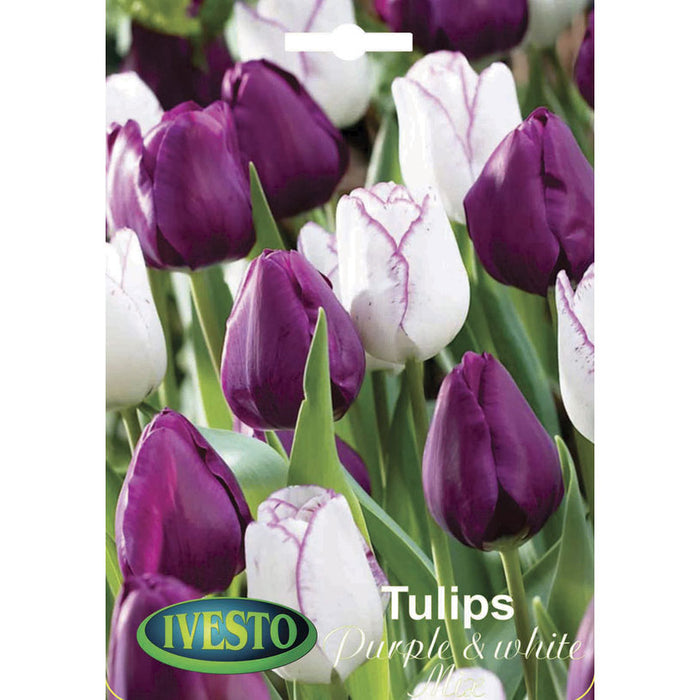 ЛУКОВИЦИ ЛАЛЕ PURPLE/WHITE MIX IVESTO
