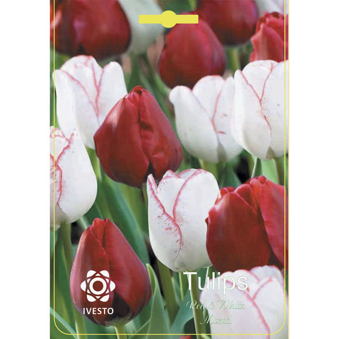 ЛУКОВИЦИ ЛАЛЕ RED/WHITE MIX IVESTO