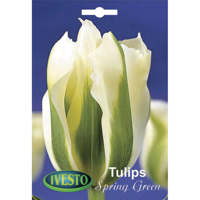 ЛУКОВИЦИ ЛАЛЕ VIRIDIFLORA IVESTO
