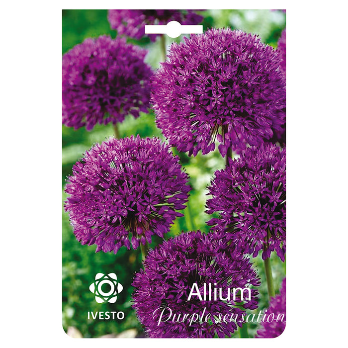 ЛУКОВИЦИ АЛИУМ PURPLE SENSATION IVESTO