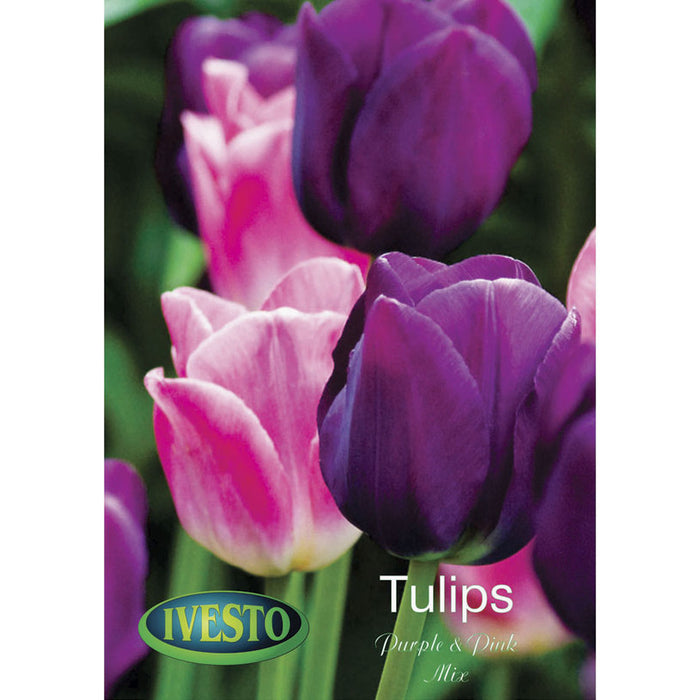 ЛУКОВИЦИ ЛАЛЕ МIX PURPLE AND PINK IVESTO