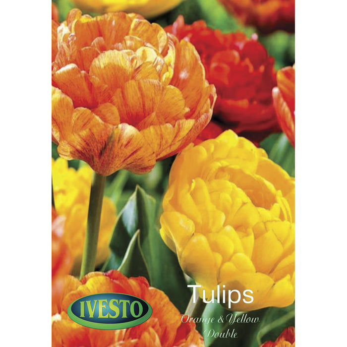 ЛУКОВИЦИ ЛАЛE DOUBLE ORANGE AND YELLOW IVESTO