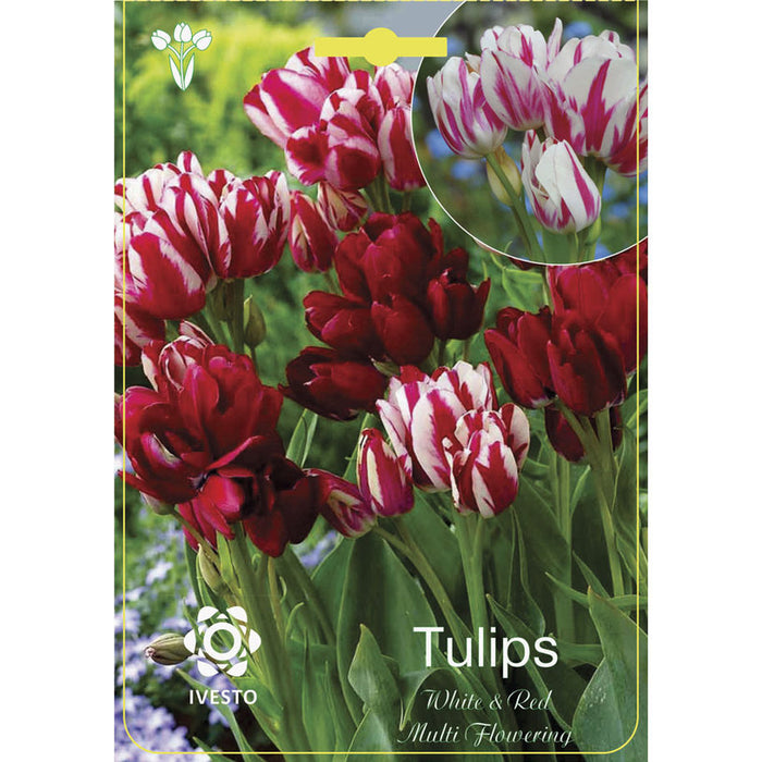 ЛУКОВИЦИ ЛАЛЕ MULTI FLOWERING WHITE AND RED IVESTO