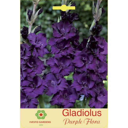 ЛУКОВИЦИ ГЛАДИОЛА PURPLE FLORA IVESTO