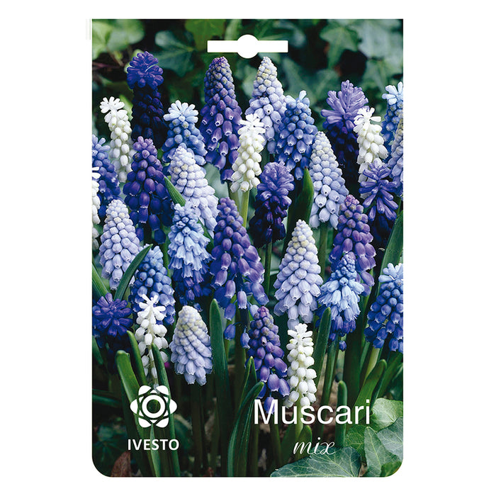 ЛУКОВИЦИ МУСКАРИ МИКС IVESTO