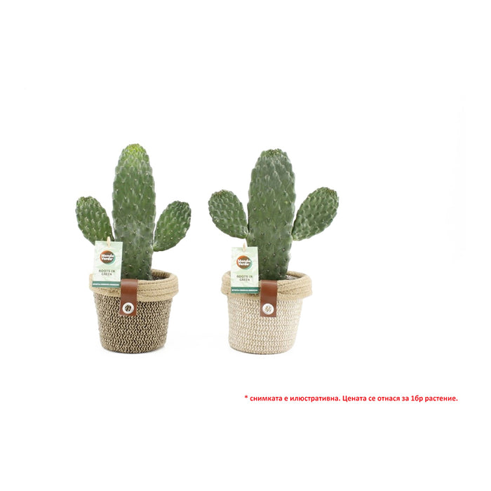 ОПУНЦИЯ RUBESCENS CONSOLEA