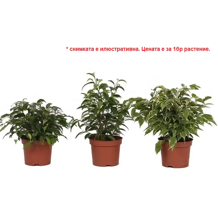 МИКС ЗЕЛЕНИ РАСТЕНИЯ