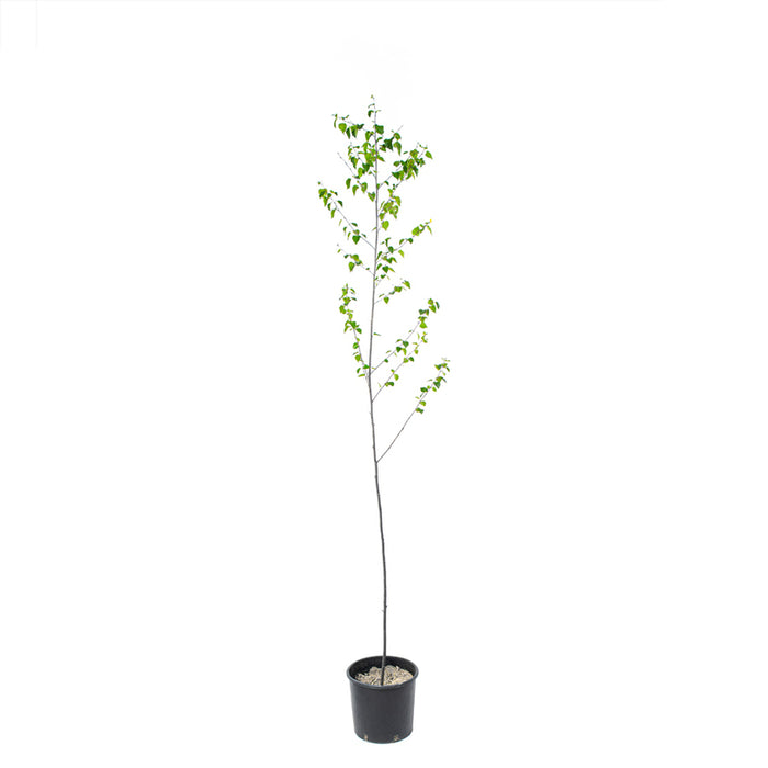 БЯЛА БРЕЗА 120/160CM