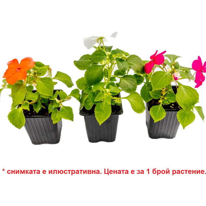 ИМПАТИЕНС ВАЛЕРИАНА/МУЗИКА