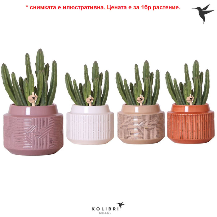 СТАПЕЛИЯ